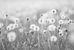 Click here to view the Dandelion gallery!